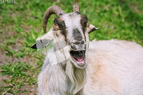 Image of Portrait of a laughing goat