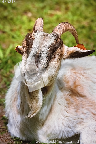 Image of Portrait of goat