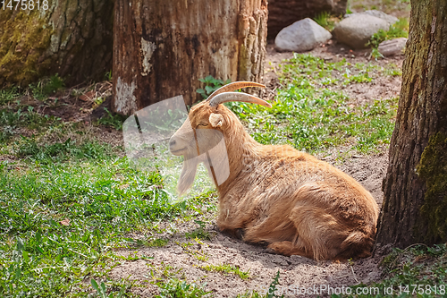 Image of The goat on the ground