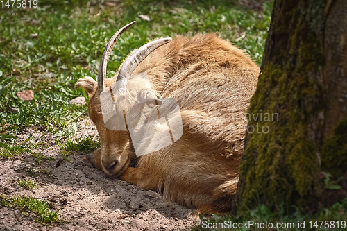 Image of The goat on the ground