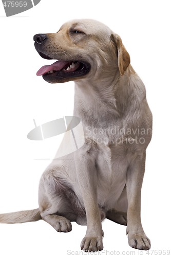 Image of white caucasian sheep dog. Isolated on white