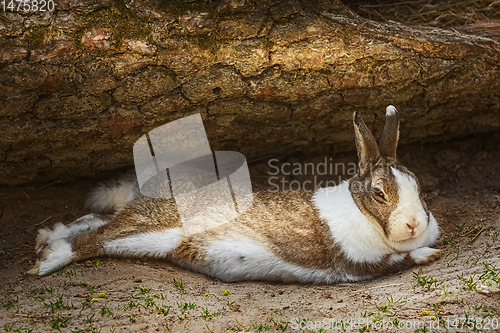 Image of The rabbit lies on the ground