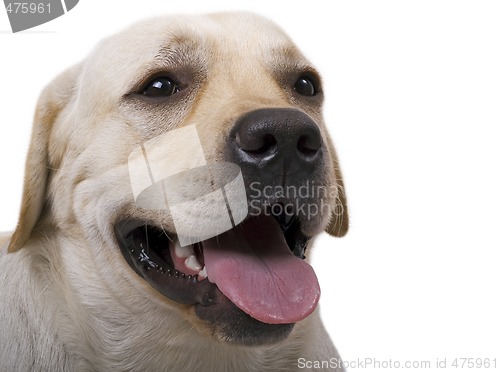 Image of portrait of the caucasian sheep dog. Isolated on white