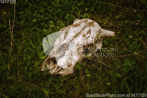Image of Cow skull in the grass