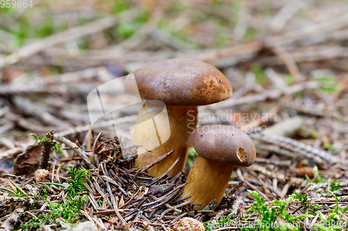 Image of mushroom bay bolete boletus founded in autumn forest