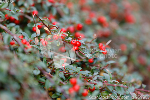 Image of autumn berries red gaultheria