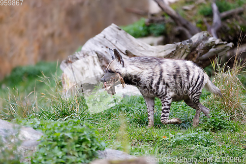 Image of Striped hyena (Hyaena hyaena)