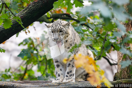 Image of beautiful cat snow leopard, (Uncia uncia)