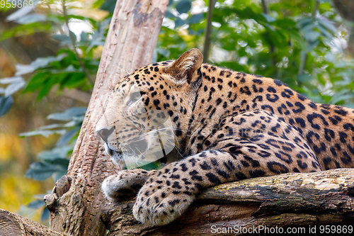 Image of Sri Lanka Leopard, Panthera pardus kotiya