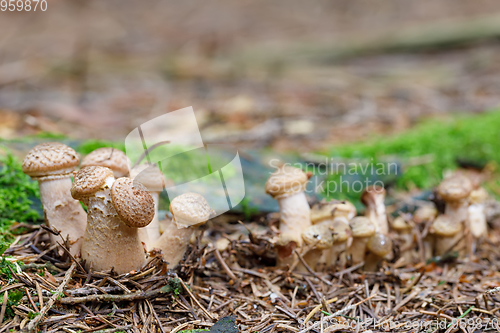 Image of Mushrooms Armillaria ostoyae in autumn forest