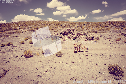 Image of Red fox in Altiplano desert, sud Lipez reserva, Bolivia