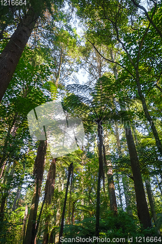 Image of Giant Sequoia redwood forest, Rotorua, New Zealand