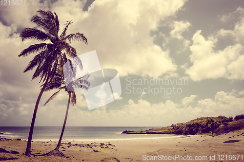 Image of Palm trees on Anakena beach, easter island