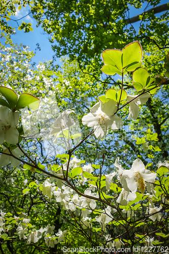 Image of cherry blossoms in japan