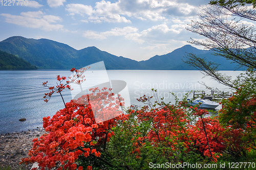 Image of Red flowers around Chuzenji lake, Nikko, Japan
