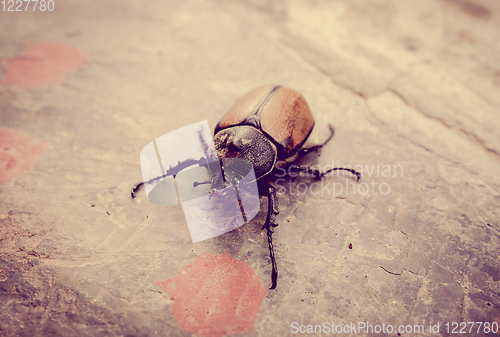 Image of Scarab close-up view