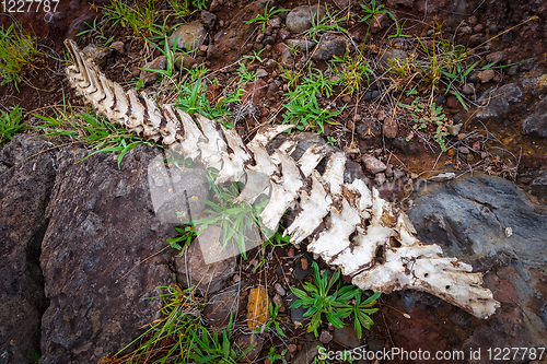 Image of Horse skeleton