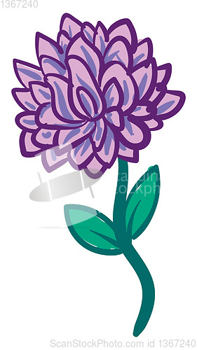 Image of Aster flower on a steam illustration color vector on white backg