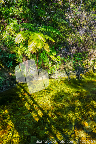 Image of Bridge on a river. Abel Tasman National Park, New Zealand