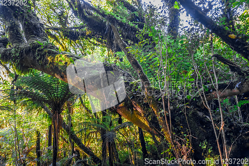 Image of New Zealand rain forest