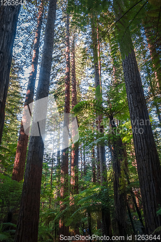 Image of Giant Sequoia redwood forest, Rotorua, New Zealand