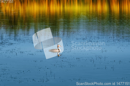 Image of Great Crested Grebe (Podiceps cristatus) 