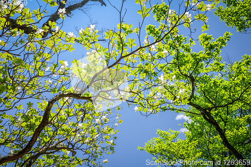 Image of cherry blossoms in japan