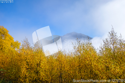 Image of Yellow forest in New Zealand mountains