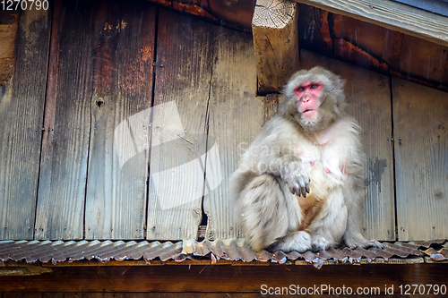 Image of Japanese macaque on a rooftop, watayama monkey park, Kyoto, Japa