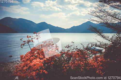 Image of Red flowers around Chuzenji lake, Nikko, Japan