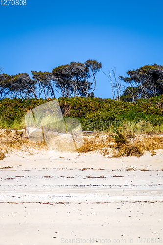 Image of Dunes in Abel Tasman National Park, New Zealand