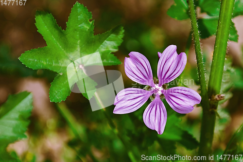 Image of Flower of Common Mallow