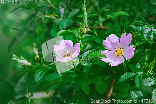 Image of Pink Flowers of Rosa Multiflora