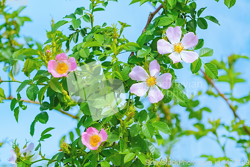 Image of Pink Flowers of Rosa Multiflora