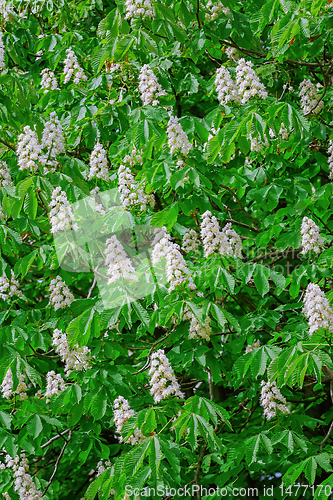 Image of Chestnut in Bloom