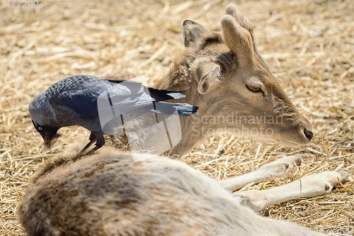 Image of Crow Collects Wool