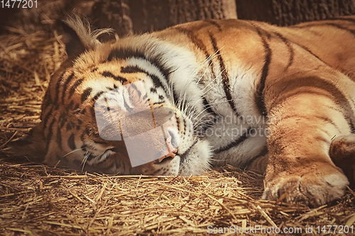 Image of Tiger Sleeps on the Hay