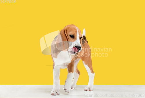 Image of Studio shot of beagle puppy on yellow studio background