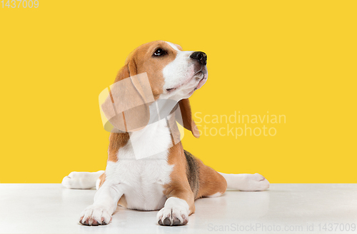 Image of Studio shot of beagle puppy on yellow studio background