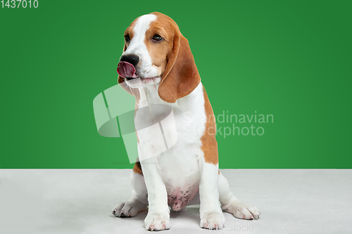 Image of Studio shot of beagle puppy on green studio background