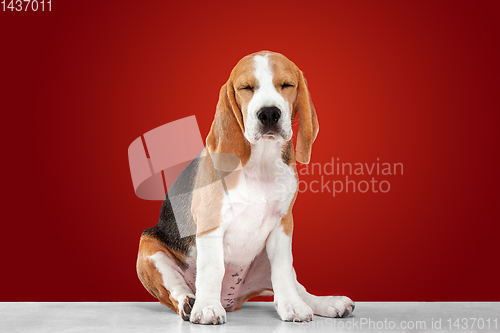 Image of Studio shot of beagle puppy on red studio background