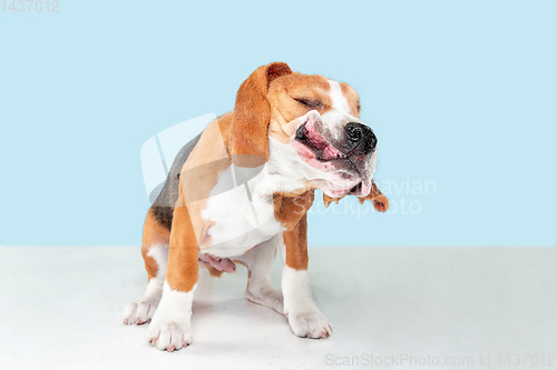 Image of Studio shot of beagle puppy on blue studio background