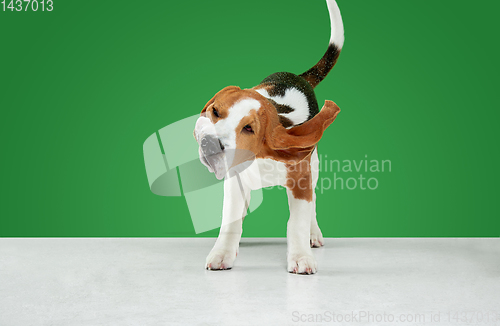 Image of Studio shot of beagle puppy on green studio background