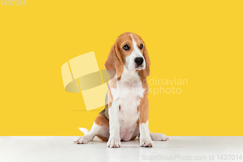 Image of Studio shot of beagle puppy on yellow studio background
