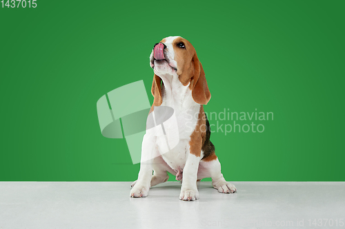Image of Studio shot of beagle puppy on green studio background