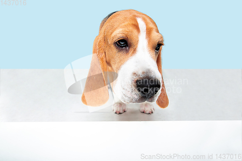 Image of Studio shot of beagle puppy on blue studio background