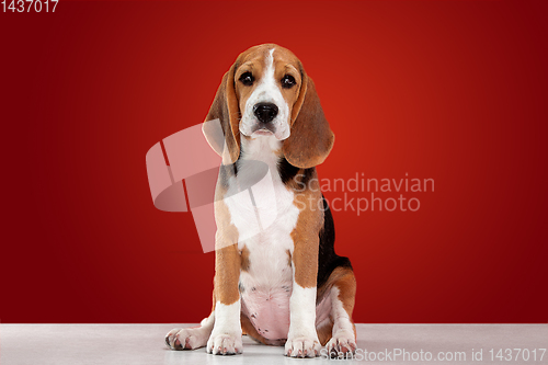 Image of Studio shot of beagle puppy on red studio background