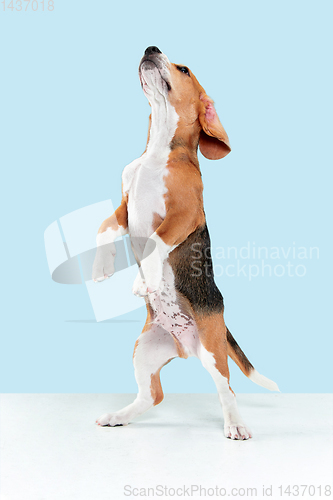 Image of Studio shot of beagle puppy on blue studio background