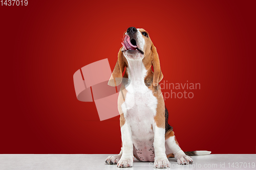 Image of Studio shot of beagle puppy on red studio background