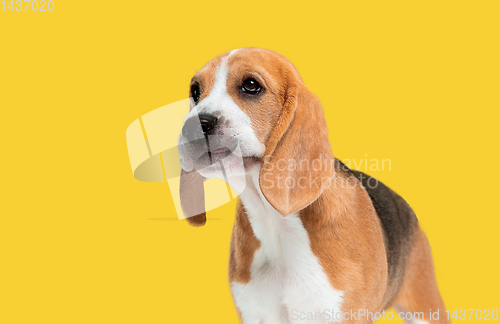 Image of Studio shot of beagle puppy on yellow studio background